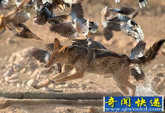 南非侧纹胡狼 左冲右撞捉沙鸡