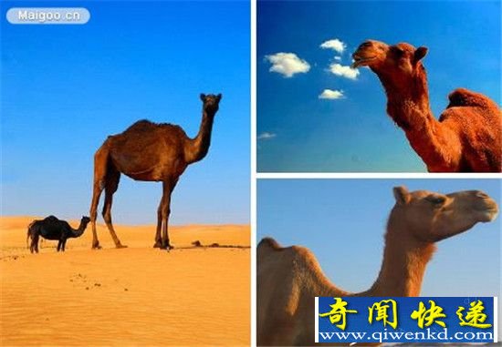 盘点：那些生命力超强生物 骆驼稳居榜首