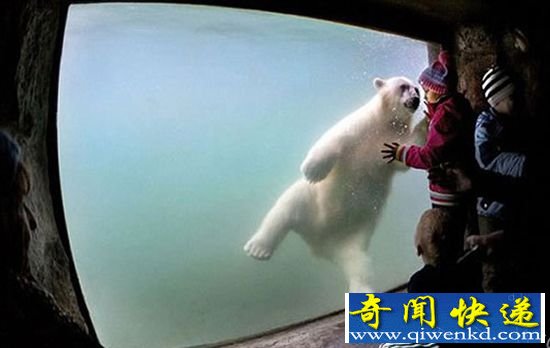 俄罗斯莫斯科动物园 展示别样“大明星”