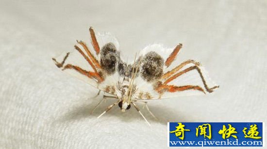 动物世界:神秘飞蛾伪装 展开翅膀如蜘蛛