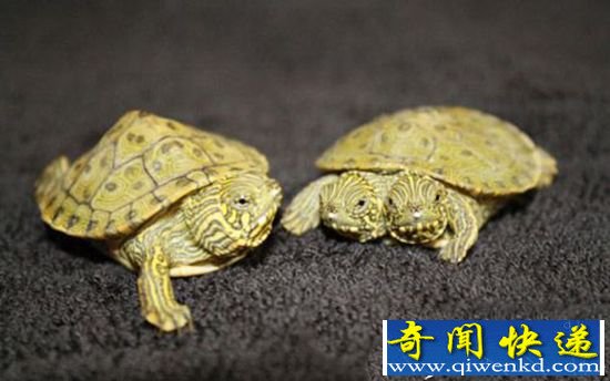 美国惊现连体双头龟 科学家:环境恶化造成