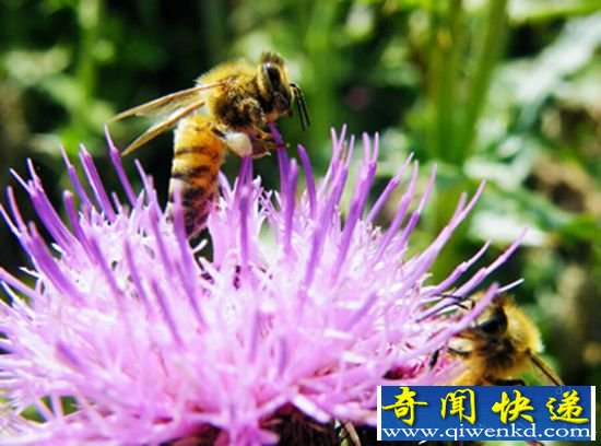 盘点:自然界五大伪装高手 蜂蝇名列第一