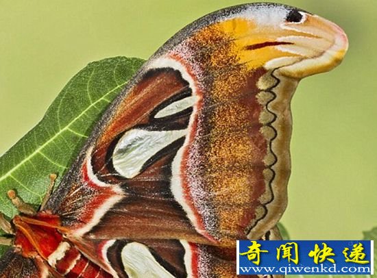 奇特飞蛾翅膀 图案酷似眼镜蛇吓走捕食者