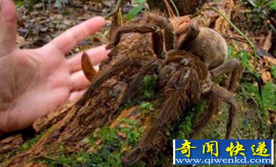 超巨型蜘蛛:体型堪比小狗 能捕食老鼠