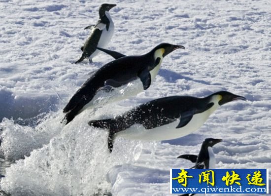 调皮!南极企鹅玩接龙鱼跃跳 上浮冰真可爱