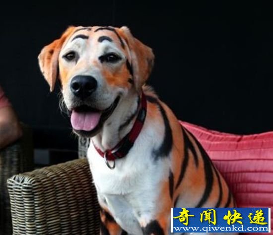 为给侄女庆生 拉布拉多犬被染色变“老虎犬”