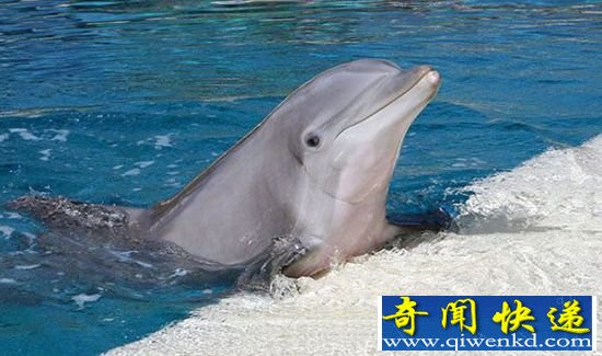 动物世界最神秘动物杀手:宽吻海豚激情杀人