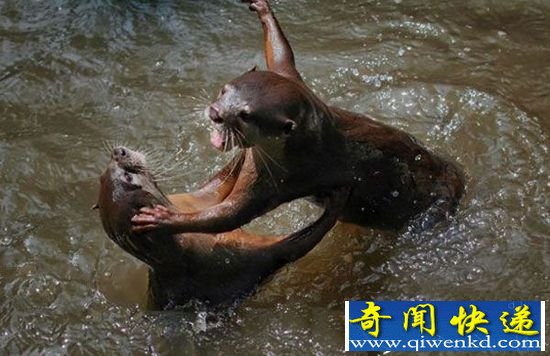 摄影师抓拍 水獭领地争夺拳击战.