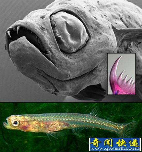 盘点全球最怪异的动物:幽灵鲨和无鳞鱼