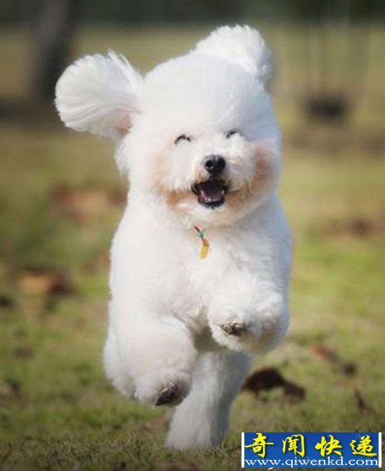 世界第二聪明犬种:聪明活泼 高贵迷人的贵宾犬
