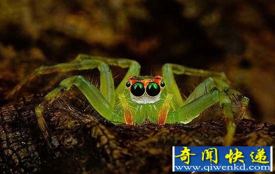 动物世界:凝视感受各种深沉的蜘蛛眼