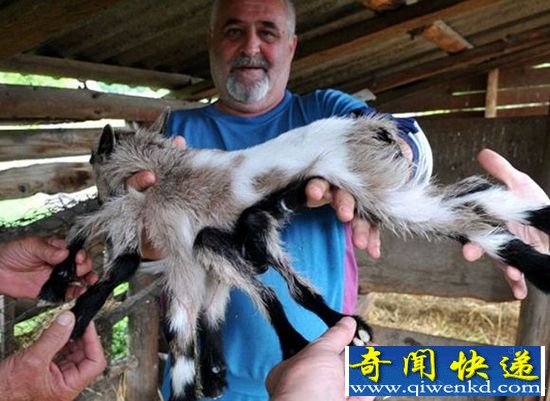 惊诧!克罗地亚农场一只雌雄同体的八腿山羊