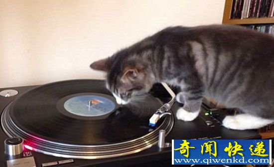 "DJСèں ˿