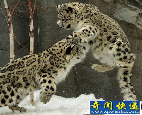 美动物学家:雪豹玩耍打闹上演炫酷功夫片