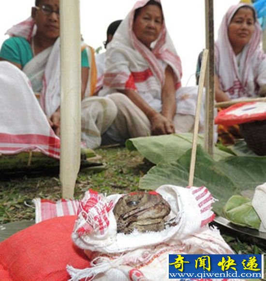 印度女子举办“青蛙婚礼” 只为缺水时节祈雨