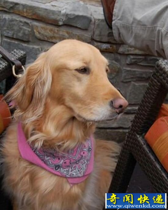 金毛猎犬走失近两年 原地等待最终与主人团聚