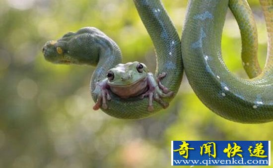 印尼摄影爱好者拍摄 树蛙趴在树蟒身上“荡秋千”
