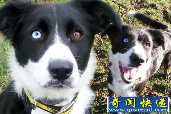 异色瞳!英国牧羊犬因两只眼睛不同色 无人认领