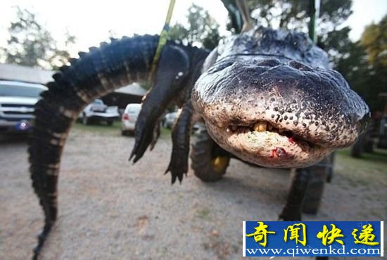 动物奇闻:2.3米长的壁虎 疑似“千年壁虎妖”?