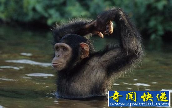 揭秘:”特殊记忆力“——动物的“特异功能