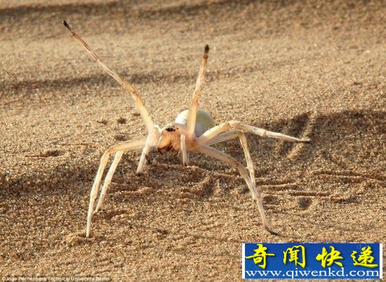 2015年全球十大新奇物种:奔跑如车轮的蜘蛛