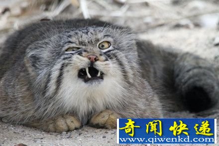 动物世界最凶猛的猫:帕拉斯猫500万年未进化