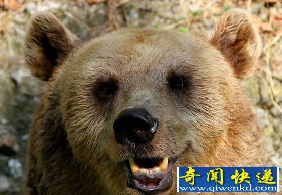组图:保加利亚动物园 可爱棕熊水池泡澡