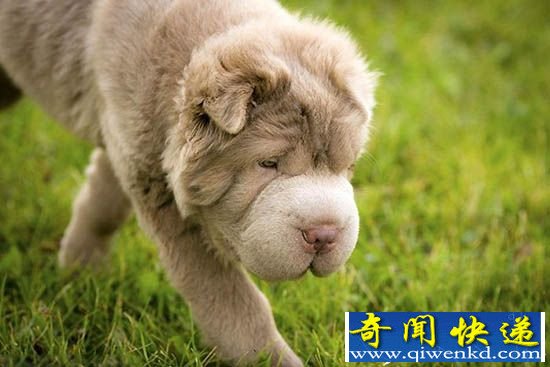 萌萌哒汪星人!Instagram粉丝过万