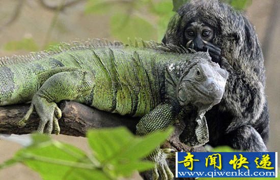 德国动物园 蜥蜴与猴子建立友谊关系亲密