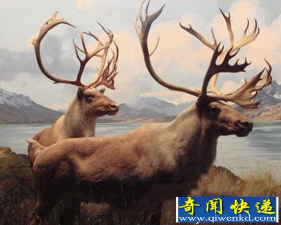 盘点:十大远古灭绝动物 现在竟神奇复活