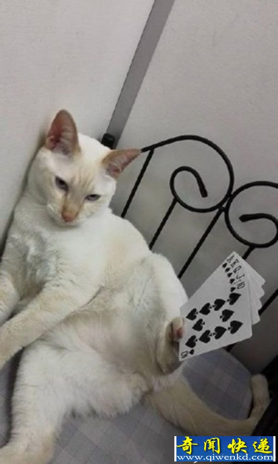神奇!马来西亚一只猫 能用脚举起任何东西