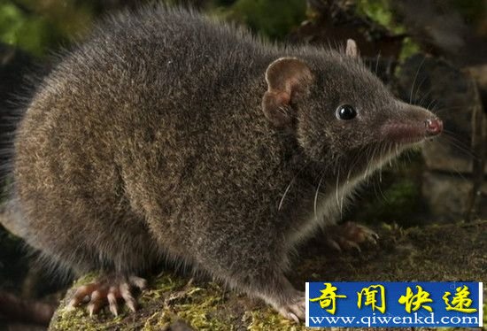 动物世界疯狂性行为:澳洲袋鼩连续做爱14小时