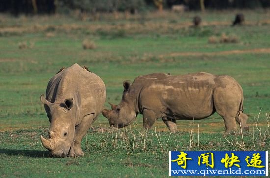 2015年最可能灭绝的13种动物 数量稀少处于濒危状态