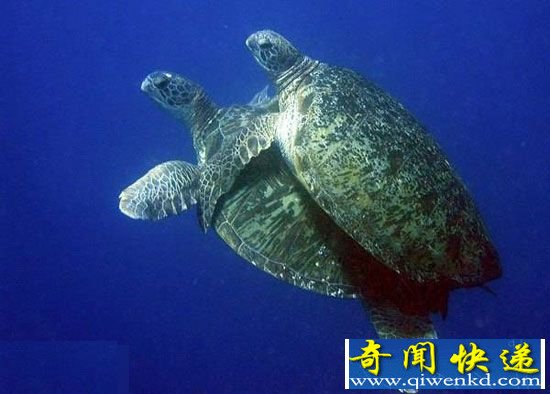 动物性行为