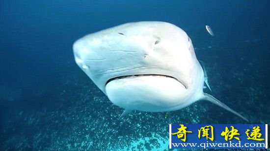 一群虎鲨在你周围游荡是什么感觉?澳摄影师死里逃生