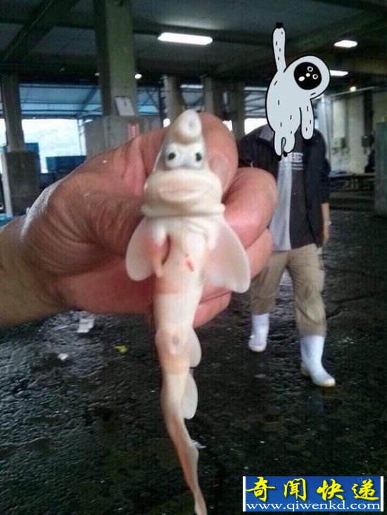 日本水域惊现神秘动物 外形如同蓝精灵(图)