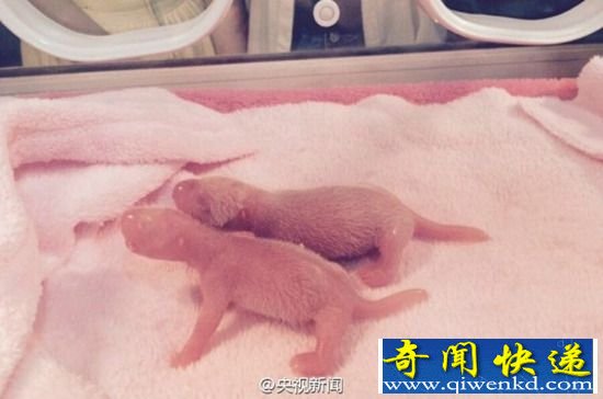 2015年首对雌性大熊猫双胞胎降生 向全球网友征名