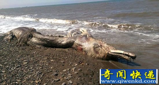 神秘海怪尸体惊现俄罗斯海岸 竟是恐龙后裔?