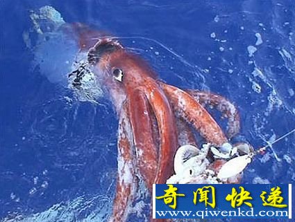 盘点世界十大巨型动物:大王乌贼成海怪传说主角