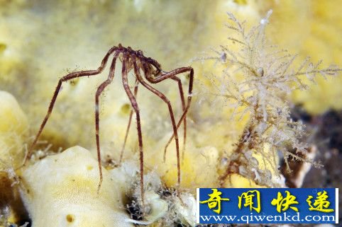 奇特生物海蜘蛛 生殖器长在腿上