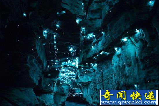 萤火虫将洞穴变魔幻世界 诡异之美如同外星球