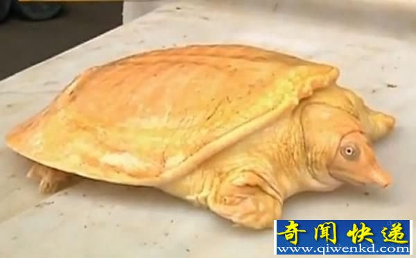 湖北村民捕捞到土豪金甲鱼 动物也崇拜土豪金?