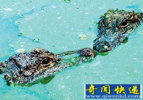 动物世界性行为大全:鳄鱼强行交配强奸异性(图)