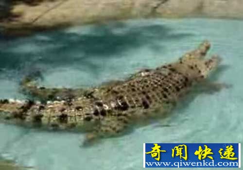 动物世界性行为大全:鳄鱼强行交配强奸异性(图)