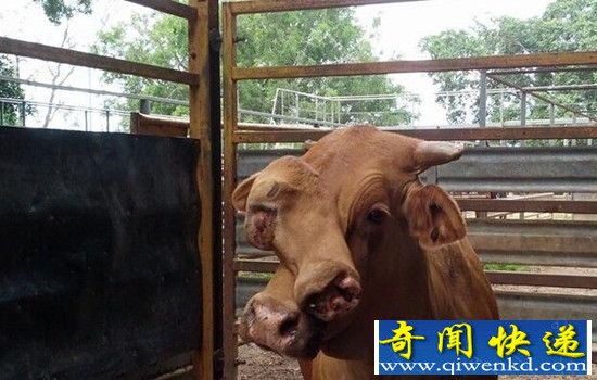澳大利亚惊现双面牛 盘点全球十大怪异双头动物