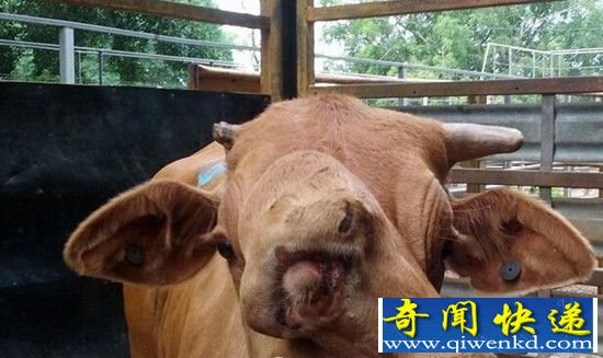 澳大利亚惊现双面牛 盘点全球十大怪异双头动物