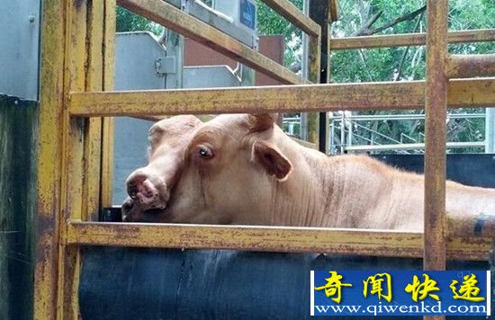 澳大利亚惊现双面牛 盘点全球十大怪异双头动物