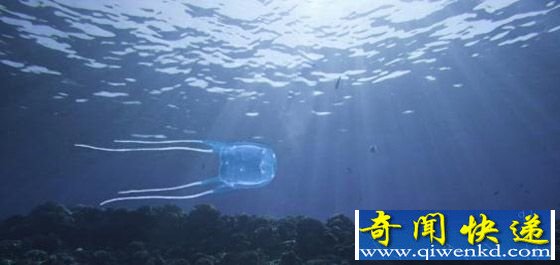 箱形水母Box Jellyfish