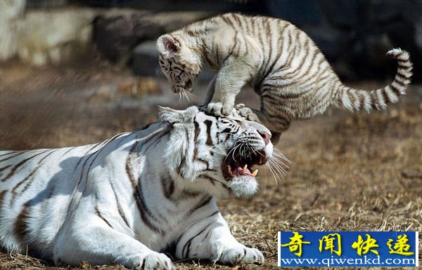 动物世界萌宝:俄罗斯摄影师拍到白虎幼崽撒娇卖萌