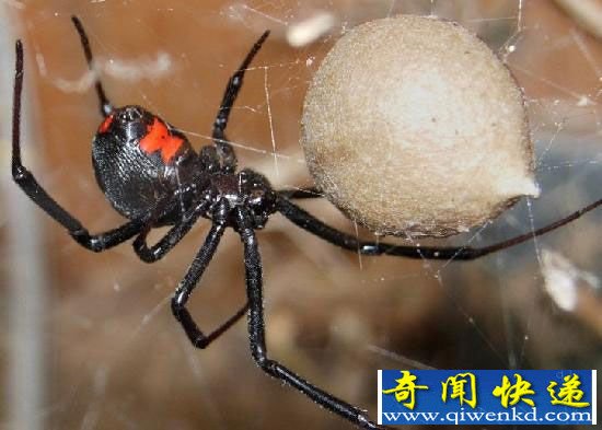 只认识黑寡妇?全球十大你不认识的最毒蜘蛛